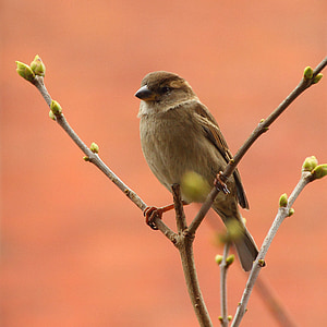 brown bird standing on branch thumbnail