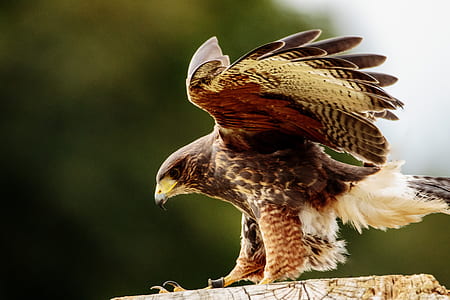 brown and white eagle landing on wood thumbnail