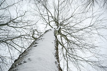 Low Angle Photo of Snow Covered Dried Tree thumbnail
