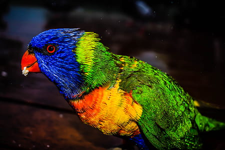 close-up photography of rainbow parakeet thumbnail