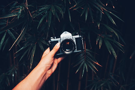 hand, arm, bamboo, tree, dark, nature thumbnail