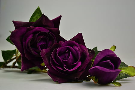 three purple roses thumbnail