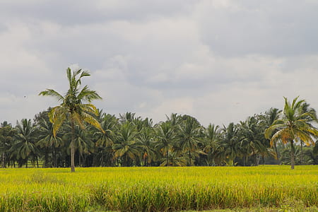 Green Rice Field Photo thumbnail