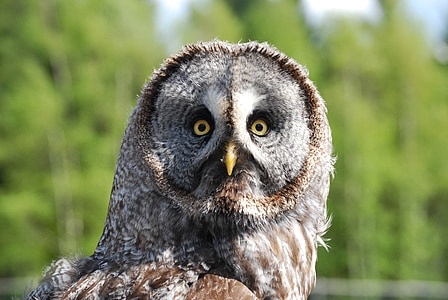 closeup selective focus photo of brown and gray owl thumbnail