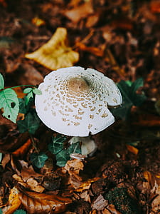 mushroom, fungi, forest floor, forest, wild thumbnail