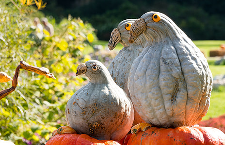 gray and brown wooden bird decor  on top of orange squash thumbnail