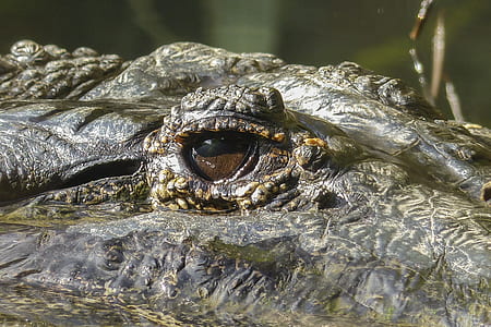 close up photography of crocodile thumbnail