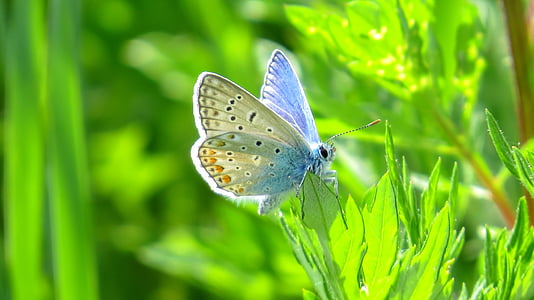 macro shot of blue-and-brown butterfly thumbnail