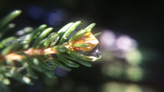 Pine branch covered in dew. thumbnail
