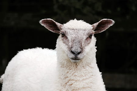 animal, countryside, blur, rural thumbnail