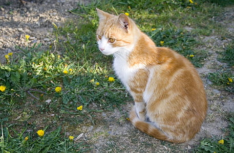 orange tabby cat sitting on grass photo thumbnail
