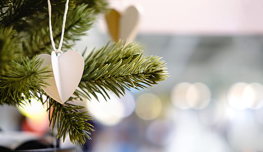 Close-up Photography of Heart Strings Hanging on Pine Tree thumbnail