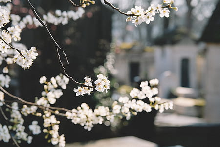 closeup photo of white leafed tree thumbnail