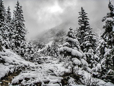 pine trees covered with snow thumbnail