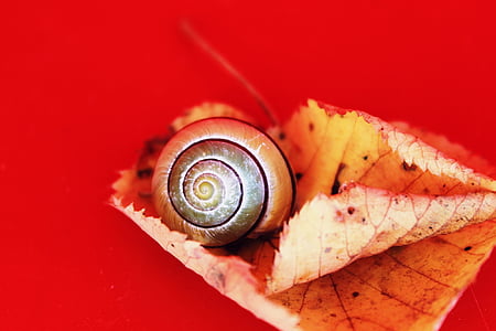 shallow focus photo of snail thumbnail