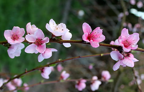 pink cherry blossom flowers selective-focus photography thumbnail