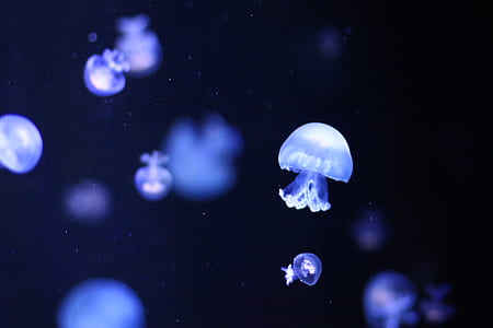 closeup photo of jellyfish thumbnail