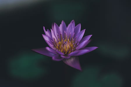 purple lotus flower floating on water thumbnail