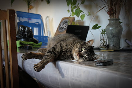 Tabby cat lying on table thumbnail