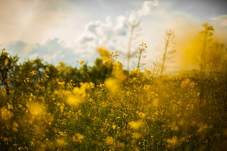 Yellow Rapeseed Flower Field thumbnail