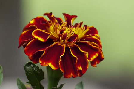 close-up photo of red marigold flower thumbnail