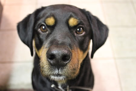 close-up photo of short-coated black dog sitting on floor thumbnail