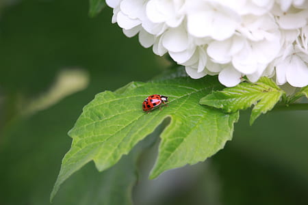 red ladybug perching on green leafed plant thumbnail