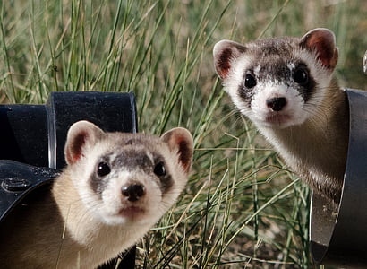 wildlife photography of meercats thumbnail