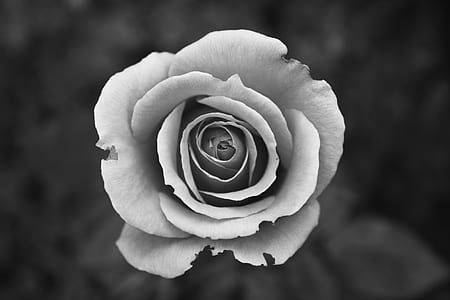 black-and-white, love, petals, close-up view thumbnail