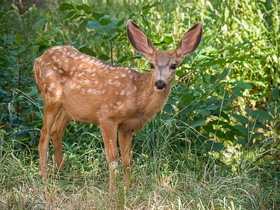 brown 4-legged animal thumbnail