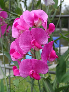 selective focus photography of pink petaled flowers thumbnail
