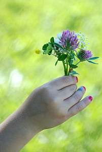 person holding white and purple flowers thumbnail