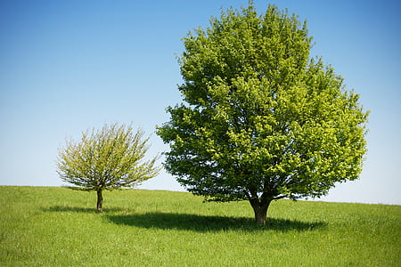 two green trees under blue sky thumbnail