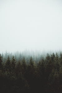 green pine trees during daytime thumbnail