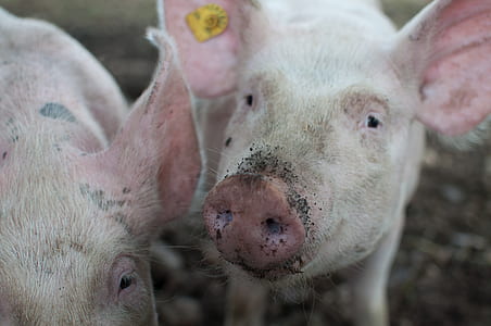Close Photo of Pig thumbnail