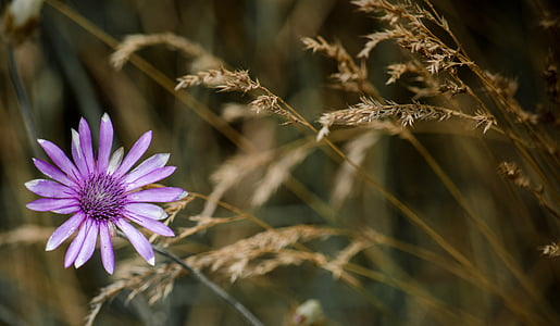 purple xeranthemum flower thumbnail