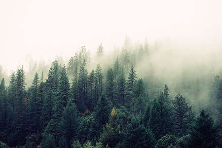 green trees thumbnail
