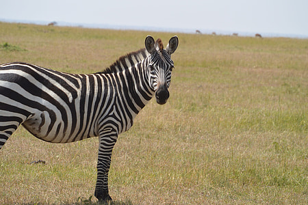 zebra standing on green pastures during daytime thumbnail