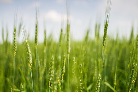 Green Grain Field thumbnail