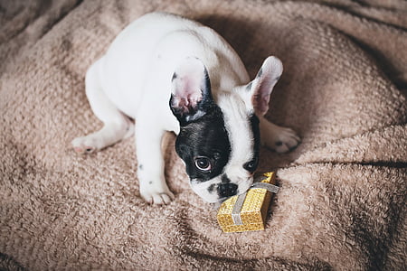 white and black French bulldog puppy thumbnail