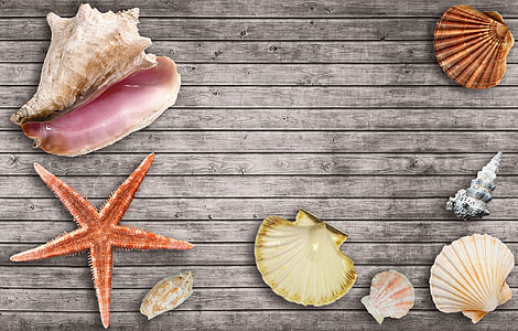 assorted seashells graphics wallpaper thumbnail