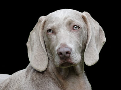 adult grey Weimaraner thumbnail
