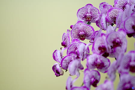 purple petaled flowers thumbnail