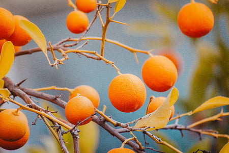 orange fruits thumbnail