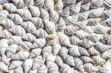 white-and-gray seashells thumbnail
