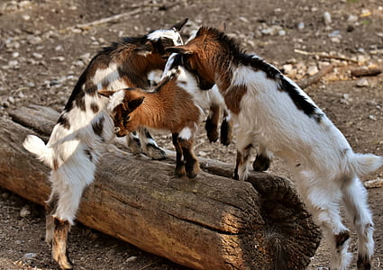 three white and brown kid goat on log thumbnail