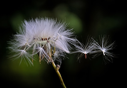 white dandelion flowers thumbnail
