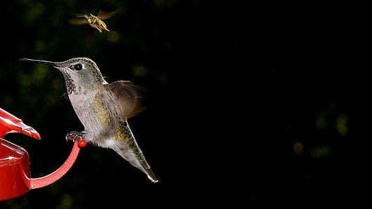 selective focus photography of hummingbird thumbnail