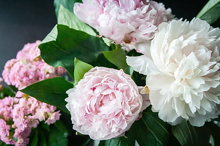 close-up photography of pink and white petalad flowers thumbnail
