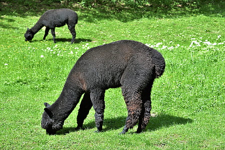 two black llamas grazing on grass field thumbnail